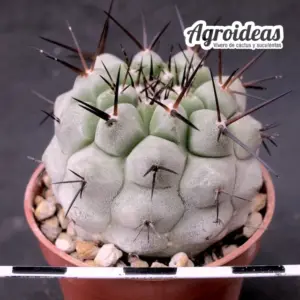 Copiapoa cinerea ssp. columna alba