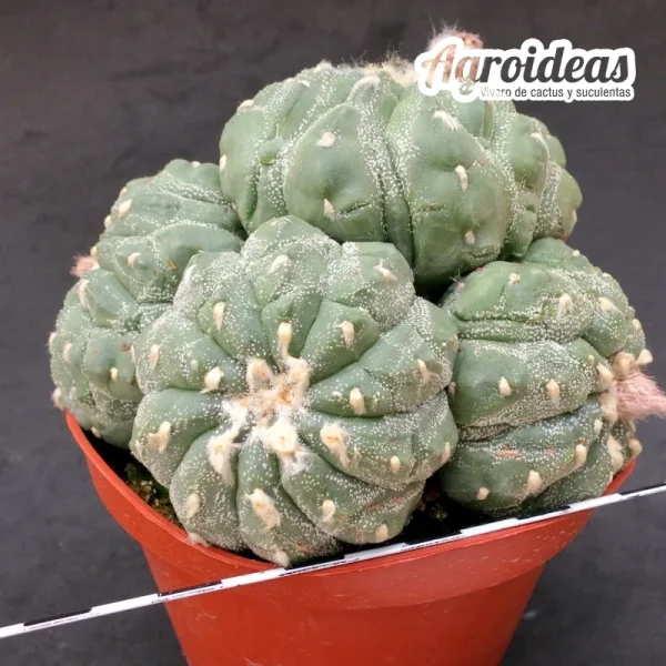Astrophytum superkabuto cv. Tortoise "policéfalo" Gran Ejemplar - Imagen 2