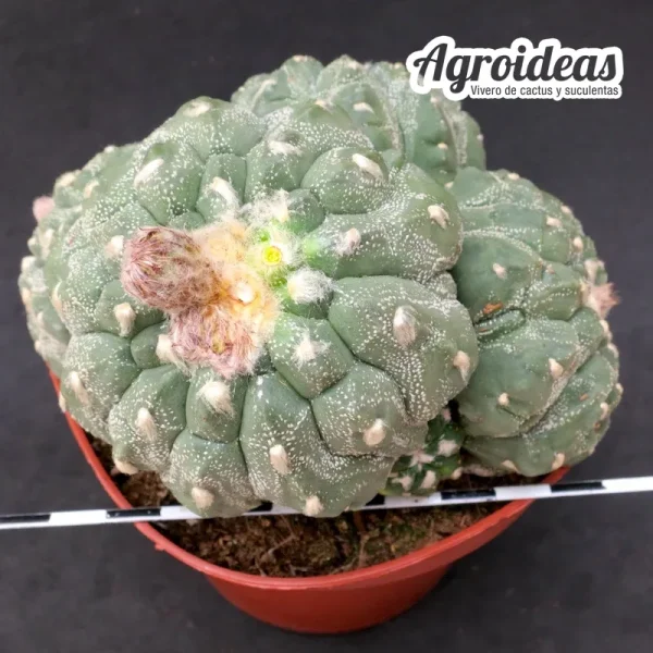 Astrophytum superkabuto cv. Tortoise "policéfalo" Gran Ejemplar - Imagen 3