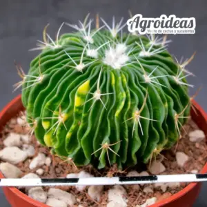 Echinofussolucactus multicostatus "variegata"