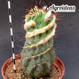 Copiapoa híbrida "fr. spiralis" Único ejemplar