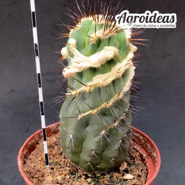 Copiapoa híbrida "fr. spiralis" Único ejemplar - Imagen 3