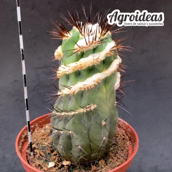 Copiapoa híbrida "fr. spiralis" Único ejemplar - Imagen 2