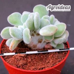 Echeveria "Frosty" Cristata