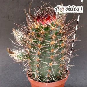 Echinocereus lindsayi "10 años Ejemplar"