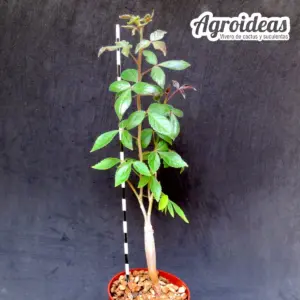 Commiphora baluensis