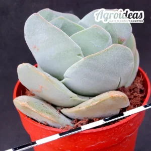 Crassula dimples