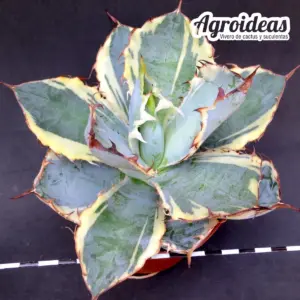 Agave titanota "Black and Blue" variegata
