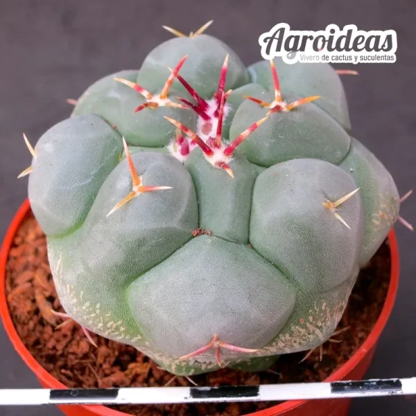 Thelocactus hexaedrophorus - Imagen 2