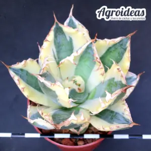 Agave titanota "Snaggle Tooth"