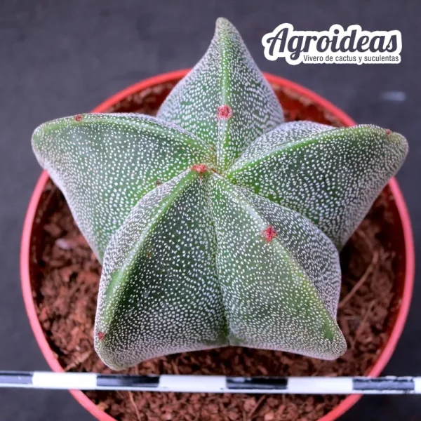 Astrophytum myriostigma - Imagen 2