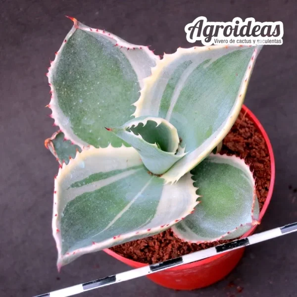 Agave gypsophila "Ivory curls" variegata - Imagen 2