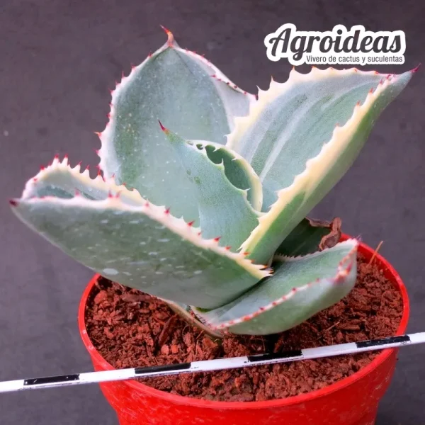 Agave gypsophila "Ivory curls" variegata - Imagen 3