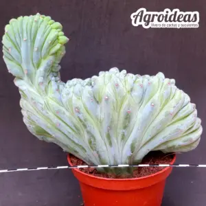 Myrtillocactus geometrizans "cristata" ejemplar