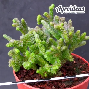 Crassula muscosa “Cristata”