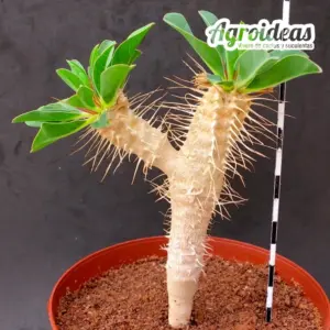 Euphorbia guillauminiana M-13 cm