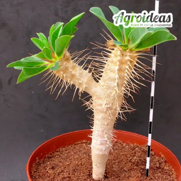 Euphorbia guillauminiana M-13 cm