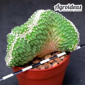 Strombocactus disciformis "cristata ejemplar"