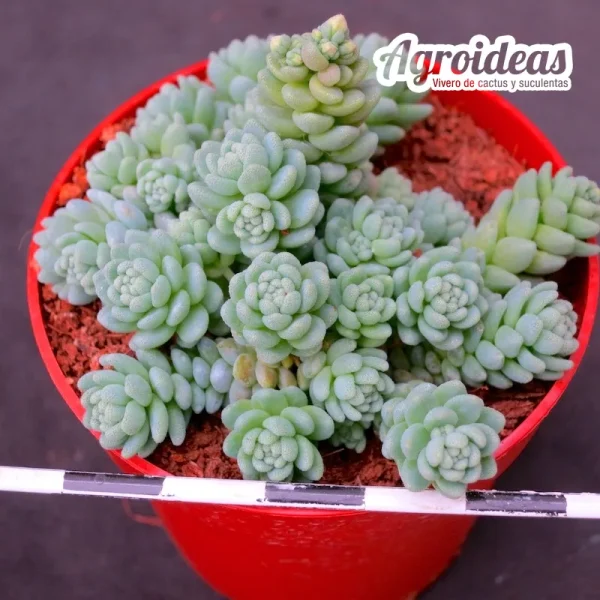 Sedum dasyphyllum "Blue Tears" - Imagen 2