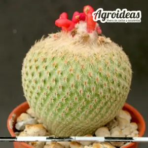 Epithelantha micromeris