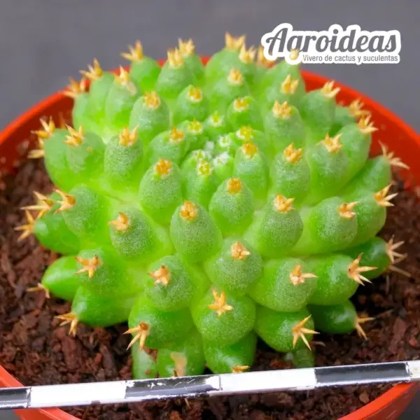 Mammillaria camptotricha cv. "Bru"