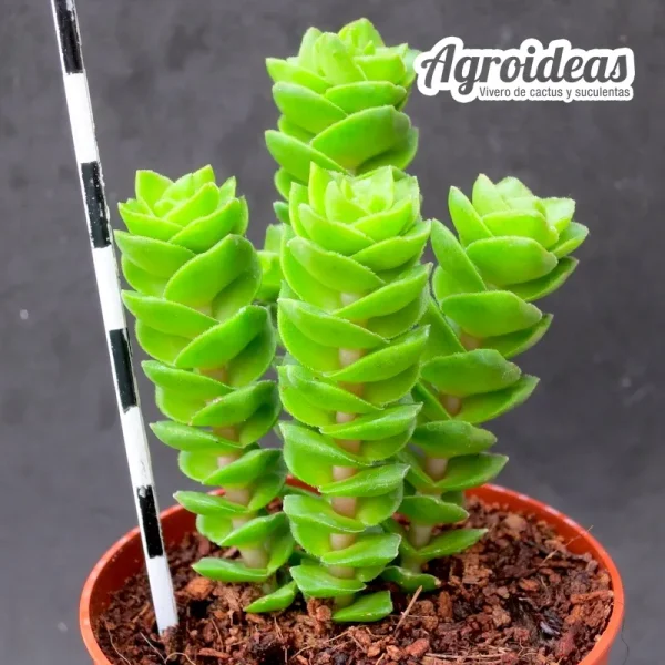 Crassula "Green Pagoda"
