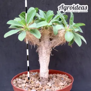 Euphorbia guillauminiana