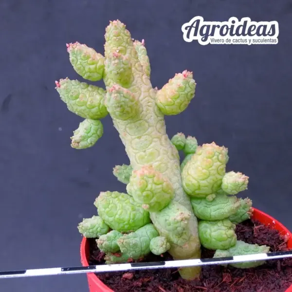Stapelianthus madagascariensis X caput-viperae "Selección" - Imagen 2