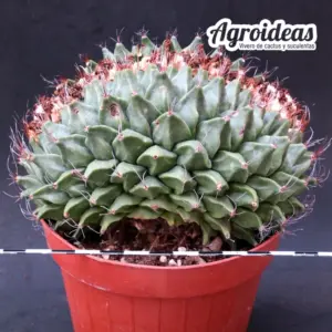 Obregonia denegrii "Cristata" MØ-11cm