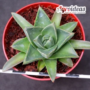 Agave filifera "compacta"