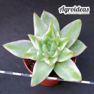 Echeveria agavoides «variegata»