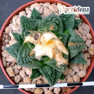 Ariocarpus fissuratus "Selección"