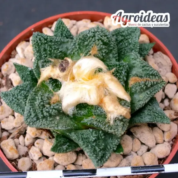 Ariocarpus fissuratus "Selección" - Imagen 2