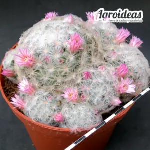Mammillaria plumosa "Flor rosa" Ejemplar MØ-13cm