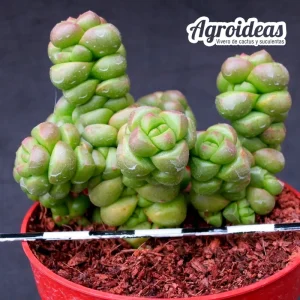 Crassula marchandii "Clon 1"