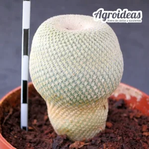 Epithelantha bookei "Plan de Ayala"