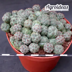 Puna bonnieae "Ejemplar" MØ-11cm