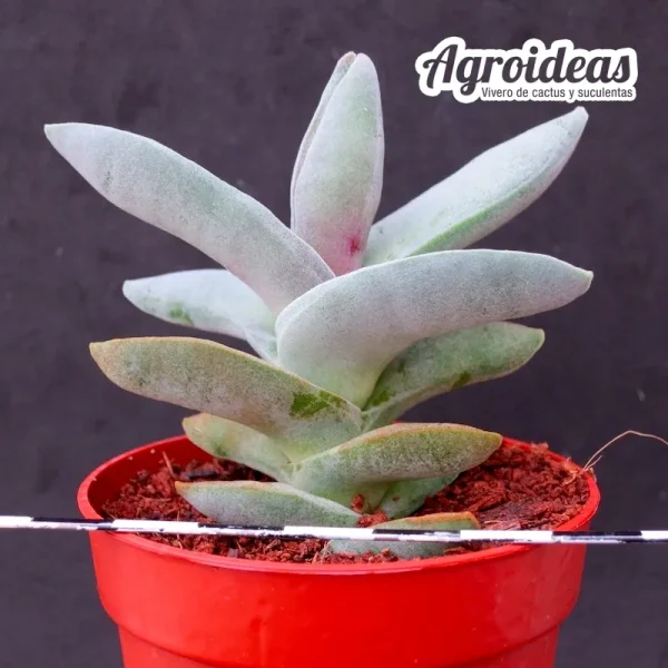 Crassula falcata var. minor