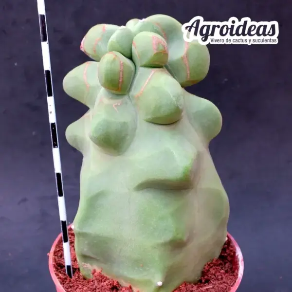 Lophocereus schotti "monstruosus" var. major "Selección" - Imagen 3