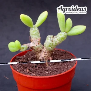 Tylecodon decipiens «selección»