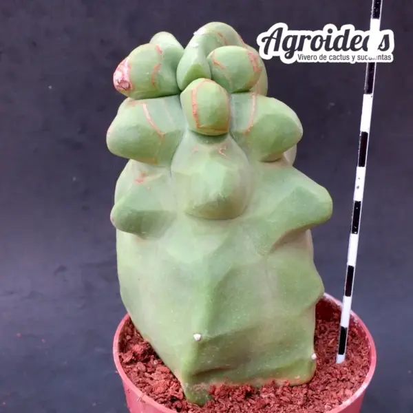 Lophocereus schotti "monstruosus" var. major "Selección" - Imagen 2