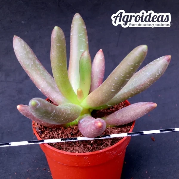 Pachyphytum viride - Imagen 2