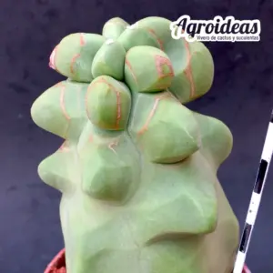 Lophocereus schotti "monstruosus" var. major "Selección"