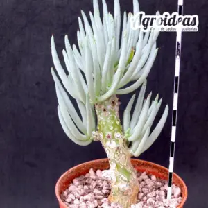 Tylecodon luteaosquamata