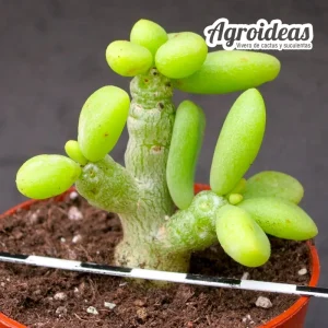 Tylecodon decipiens «selección»