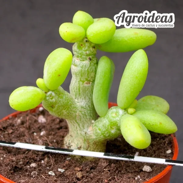 Tylecodon decipiens «selección»