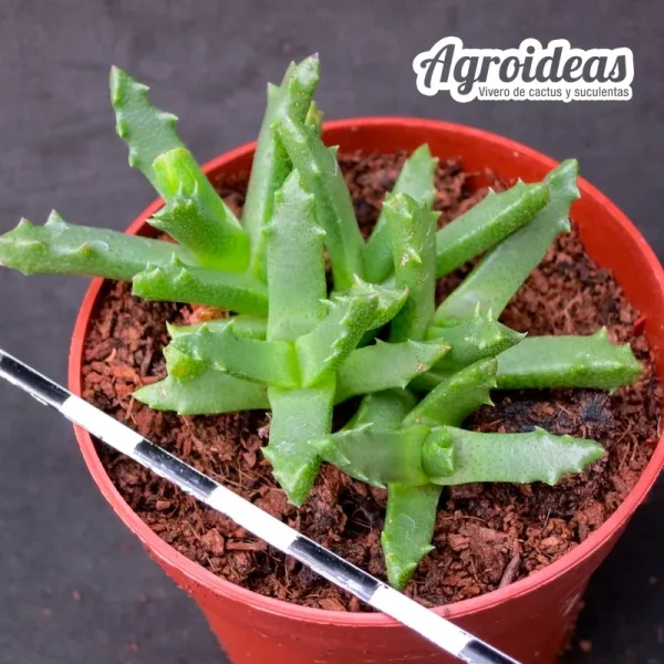Faucaria bosscheana var. haagei - Imagen 2