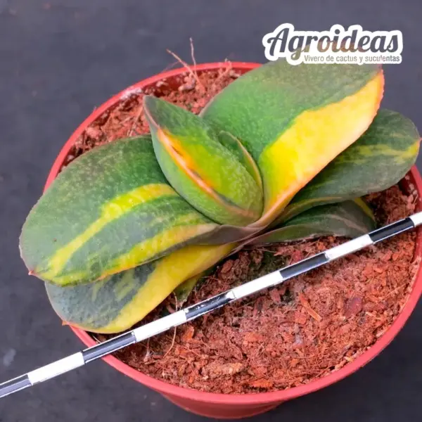 Gasteria armstrongii "variegata"