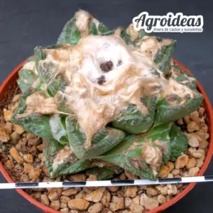 Ariocarpus fissuratus v. hintonii “Cuatrociénegas”