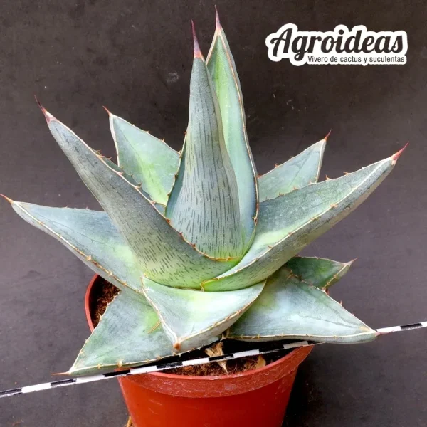 Agave pumila "Ejemplar MØ11 cm"